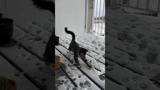 Playing in the snow ❄️ 🐈‍⬛ #cat #snow #outdoors #funny #viral #shorts #cute