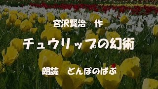 宮沢賢治「チュウリップの幻術」　朗読：どんぽのばぶ