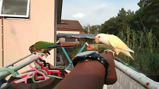 Lovebird & green cheek