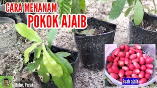 CARA MENANAM POKOK AJAIB