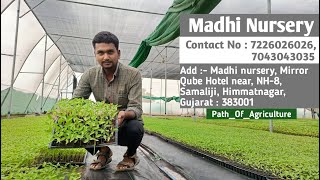 Madhi Nursery Visit | Himmatnagar, Gujarat | Contact No : 7226026026, 7043043035 | Plant Nursery