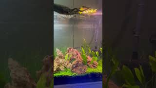 Amazon Swords, Tall Grass, Jungle Val's and Anubia  Barteri along with Mystery Snails and 1 Shrimp