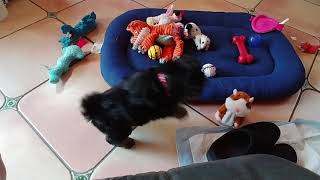 Callie playing furbee