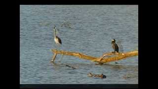 touchdown Graureiher (Ardea cinerea)