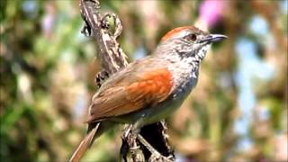 Pale-breasted Spinetail (Synallaxis albescens). Uruguay Dec 2014.mp4