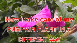 How i take care of my pumpkin plant in a different way.