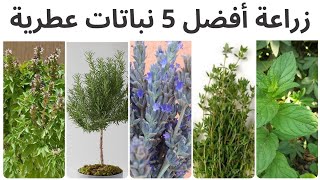 تعلم زراعة 5 أفضل نباتات عطرية سهلة الزراعة في المنزل نعناع, زعتر , اكليل الجبل  , الريحان و الخزامى