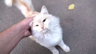 Fluffy cat with super fluffy tail