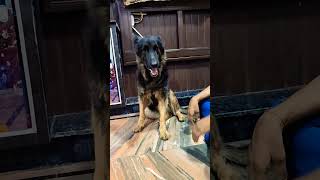 Dog comedy#ytshorts #viral hindi shorts #ganesha7954