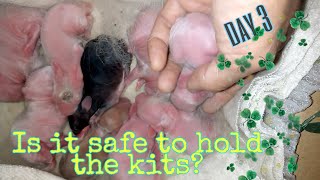 Is it okay to hold the baby rabbits? || All About Rabbits