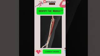 Identify the Muscle of upper limb quiz #anatomy #humananatomy #upperlimuscles