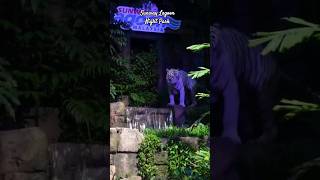 White Tiger,  Sunway Lagoon Wildlife Park