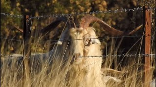 BOWHUNTING MOUNTAIN BILLYS || TWO OVER 35 INCH // JE HUNTS // S3:E1