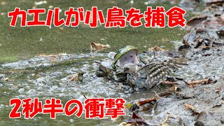 カエルが小鳥を食べる 2秒半の衝撃