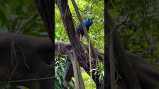 Do you spot the national bird? #kualalumpur #malaysia #peacock #forest