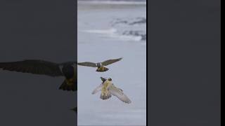 Peregrine Falcon mid air food transfer #falcon #slowmotion #slowmo #wildlife #birds #subscribe #food