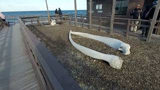 BALLENAS EN PUERTO MADRYN. INVIERNO 2023.