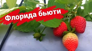 Флорида бьюти. Осенняя высадка, зимнее плодоношение.