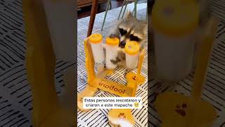 Estas personas RESCATARON a un MAPACHE y lo CRIARON | #animales