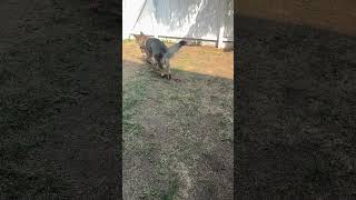 Charlie plays fetch #shorts #germanshepherdpuppy #viraldogsvideos #cutedogs #1kviews #subscribe