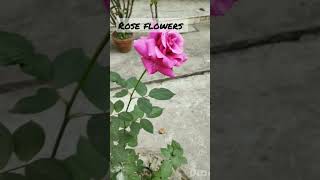 Rose flowers #viral #viralshort #viralshorts #short #shorts #shortvedio #viralvideo