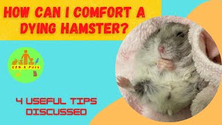 How can I comfort a dying Hamster? | 4 Important tips discussed