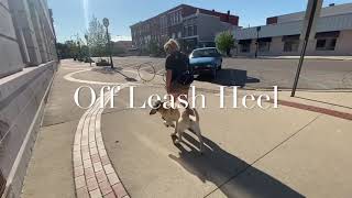 Bo | 1.5 year old Yellow Lab | Off Leash k9 Training