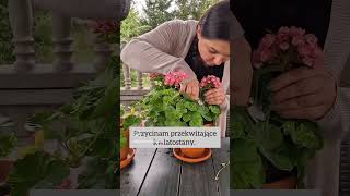 Po więcej inspiracji zapraszam na @ogrod.pelen.kwiatow #garden #pelargonie #pelargonium