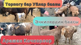 Караван мал базары. Торпогу бар Уйлар~Кой жана кочкорлордун баасы~Эчкилер. 2-Бөлүм. 25.02.2023