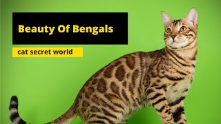 Bengal Cat – Characteristics and Character #secretanimals @secret_animals