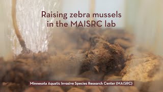 MAISRC | Raising zebra mussels in the MAISRC lab