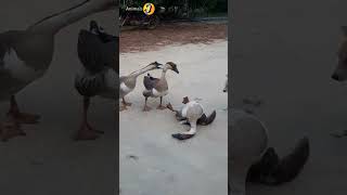 Funny duck 😂😂 #duck #ducks #duckling #pets #animals #shortsvideo #trending #youtubeshort #shorts