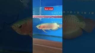 INDAHNYA IKAN SILUK