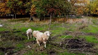 Борис Машалов  - Заблеяло ми агънце