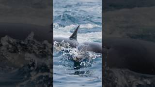 Dolphins eating fish! 🐟