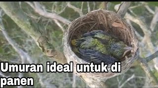 Kembali menemukan sarang burung sirtu anak tunggal