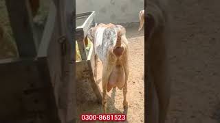 #shorts | short | makhi cheeni goat | goat farming | joyia goat farm