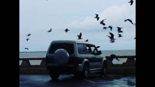 Animal Lovers, Seagull in Maputo Beach