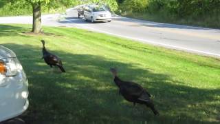 Pesky turkeys! Somewhere Over the Rainbow