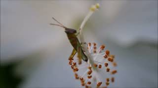 A 300 Million-Year-Old Affair to Remember / Flower and Insect Relationship Known as Pollination