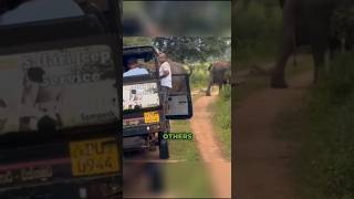 This Safari Driver is One of the Bravest 😵