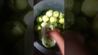 panen jambu kristal #youtubeshorts #shorts #farmer #crystals #fruit #guava