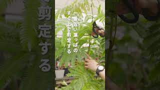 観葉植物、剪定する？？結局どこで切ればいいの？？？#観葉植物 #インテリアコーディネート #植物　#shorts