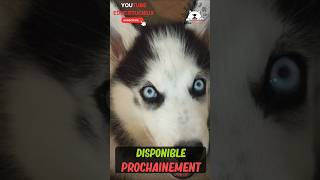 🥺🐕Se dire "Aurevoir" 🐕🥺 #chien #monchien #animaux #aurevoir #monchienmavie #husky #triste #deuil #fy