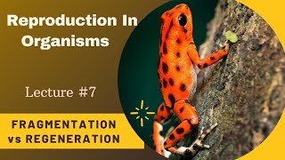 Difference Between Fragmentation And Regeneration|Asexual Reproduction|NCERT|NEET|PGT|TGT BIOLOGY