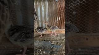 Mu turkey poults still going strong #feedshorts #turkeybreeding #shorts