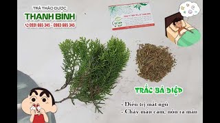 Trắc Bá Diệp (Trắc Bách Diệp) | Công dụng của trắc bá diệp