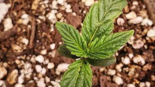 Rasta Jeff's Irie Genetics Morning Dew - Week 2 - Plus Polyembryonic Syndrome (twins) update!