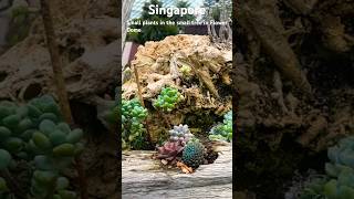 Small plants in the small tree in Flower Some#singapore #flowerdome #shorts #instagram #cloudforest