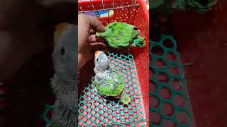 সবুজ টিয়র বাচ্চা | ইন্ডিয়ান রিংনেক বেবি | Indian ring neck baby | 2024 tiyar baby | #tiya_pakhi